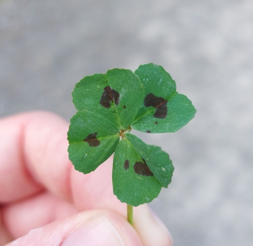 Medicago arabica, photograph 1