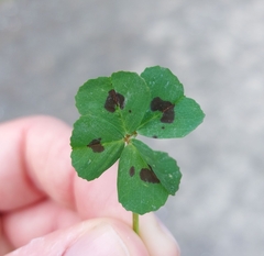 Medicago arabica, photograph author not stated, no rights reserved