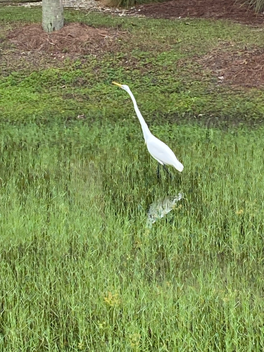 Great Egret