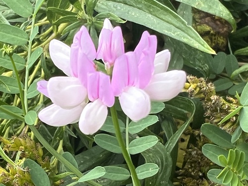 purple crownvetch