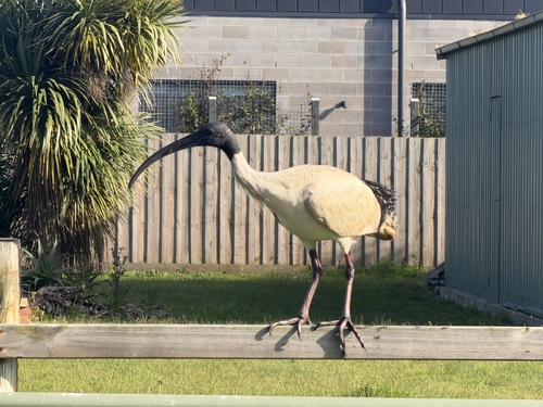 Australian Ibis