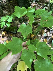 Acer spicatum, photograph (c) Jaime McGuigan, some rights reserved (CC BY)