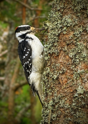 Hairy Woodpecker