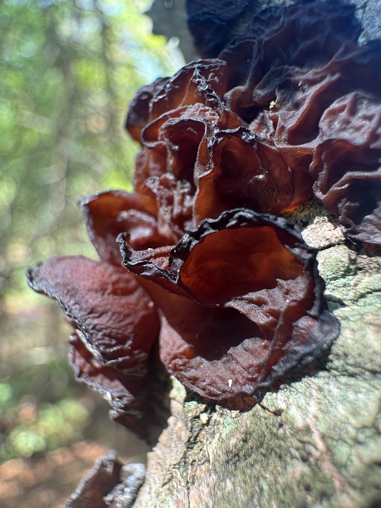 American Amber Jelly Fungus · September 2026 · photo: Photo: (c) Zachary Long, some rights reserved (CC BY) · iNaturalist