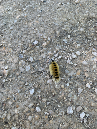 Spotted Tussock Moth