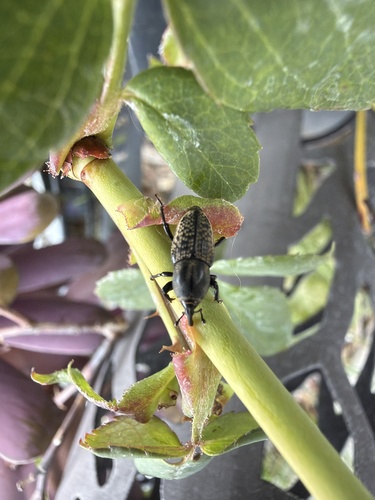 Rocky Mountain Billbug