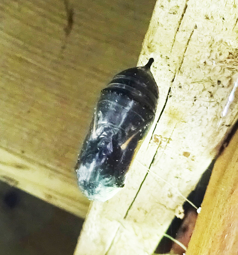 Monarch