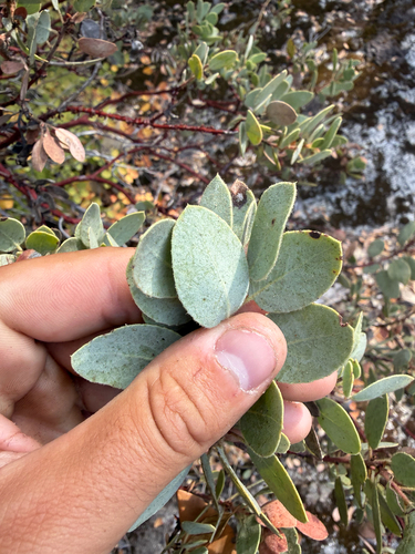 mariposa manzanita