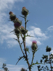 Cirsium vulgare