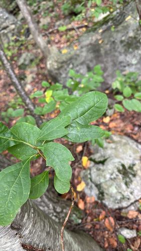 sassafras