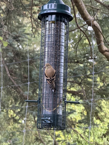 American Goldfinch