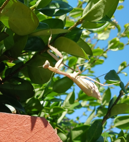 Arizona Mantis
