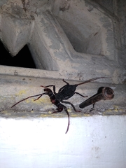 Thelyphonidae