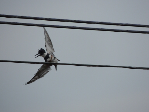 Belted Kingfisher