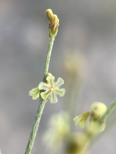 Eriogonum nidularium