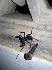 Thelyphonidae