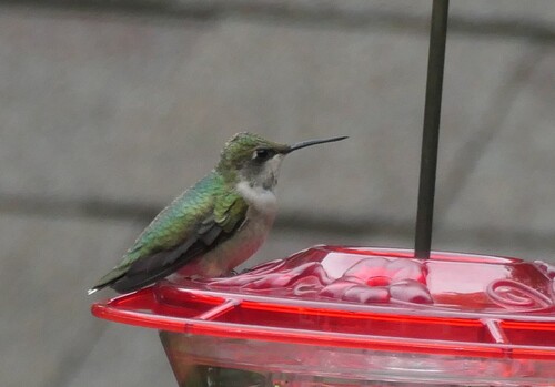 Ruby-throated Hummingbird