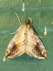 Evergestis rimosalis