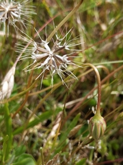 Microseris douglasii