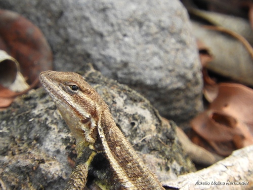 Rose-bellied Lizard, Paso de Ovejas, Ver., México, photo 8 of 10