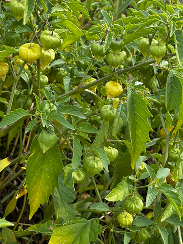 long-leaved groundcherry