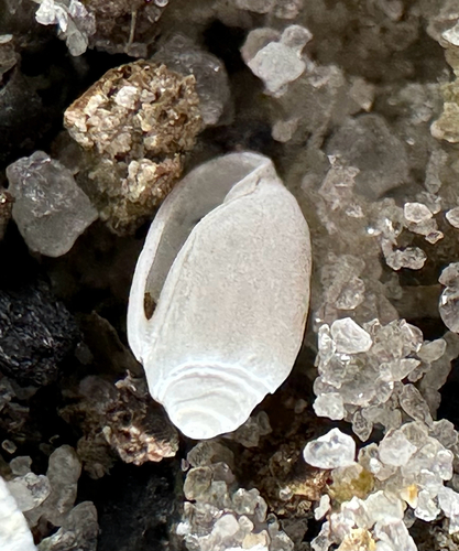 Acteocina canaliculata, 2026-09-21