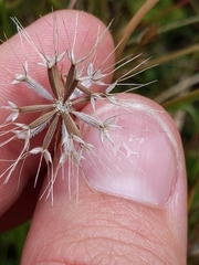 Microseris douglasii
