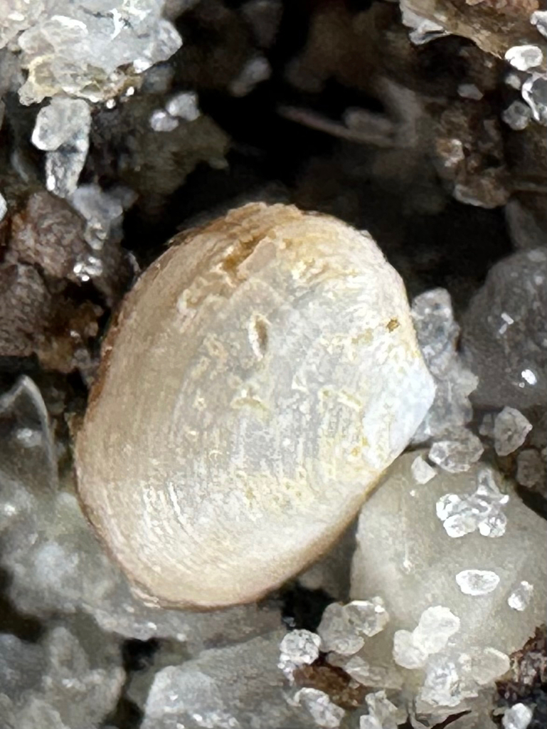 Kurtiella planulata