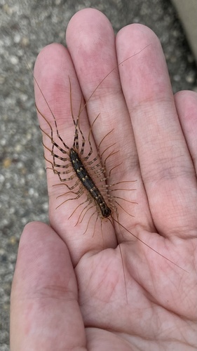 Japanese House Centipede