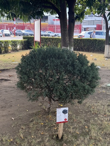 Rose-fruited Juniper