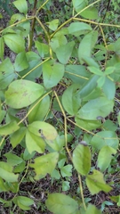 Baptisia alba, photograph (c) David Wilkins, some rights reserved (CC BY)