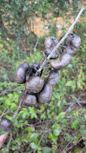 Baptisia alba, photograph 2