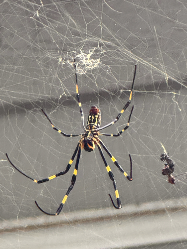 Joro Spider