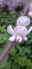 Robinia hispida