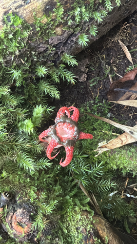 Aseroe rubra observed 2026-09-14