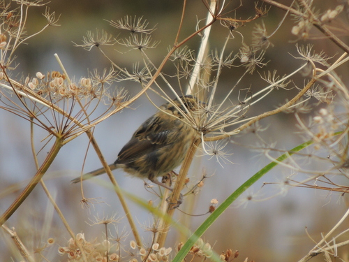 Nelson's Sparrow