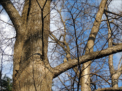 Dendrocopos major japonicus