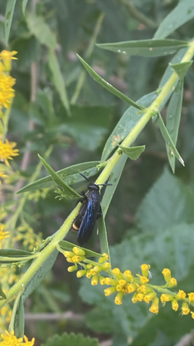 Blue-winged Scoliid Wasp