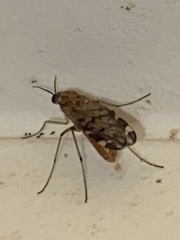 Sylvicola alternatus