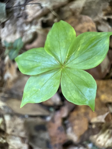 Cucumber Root