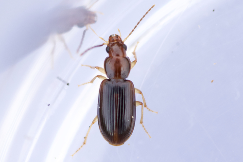 Rock-dwelling Harp Ground Beetle