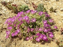 Drosanthemum oculatum