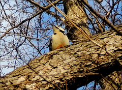 Dendrocopos major japonicus