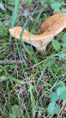 Lactarius psammicola