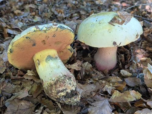 Devil's Bolete