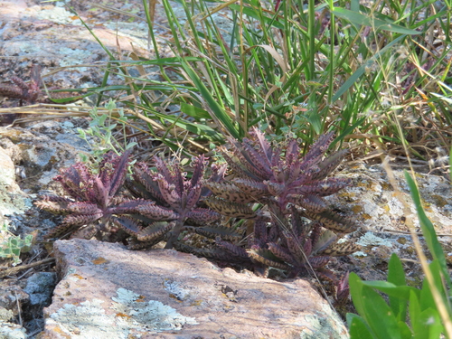 Aranto (Kalanchoe daigremontiana)