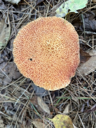 Painted Suillus