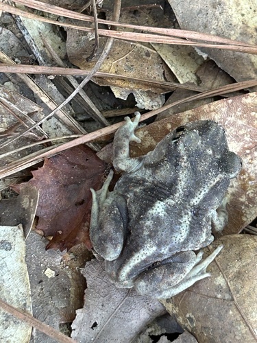 Eastern Spadefoot