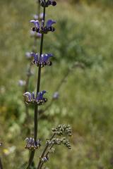 Salvia indica