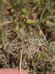 Microseris douglasii
